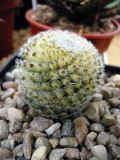 Variegated Mammilaria