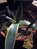 Variegated Weberi