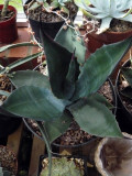 Salmiana coarctata