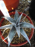 Dyckia Brevifolia