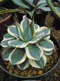 Agave Parryi Cream Spike