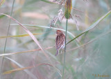 Reed Bunting / Emberiza schoeniclus / Svsparv