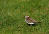 Black-winged Pratincole / Glareola nordmanni / Svartvingad vadarsvala