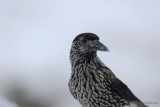 Spotted Nutcracker / Nucifraga caryocatactes / Ntkrka