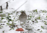 Dark-throated Thrush  / Turdus ruficollis  / Taigatrast