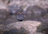 White-throated Dipper / Cinclus cinclus / Strmstare