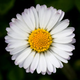 Camomile