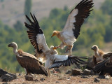 Egyptian vulture