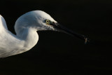 Little Egret