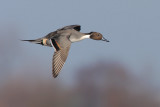 Pintail