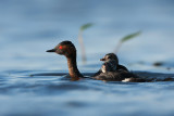 Black-necked Grebe