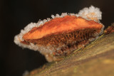 Rime on a little Mushroom