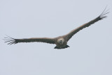 Griffon Vulture