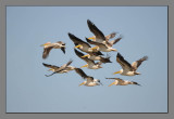 pelicans in flight.jpg
