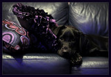 Maisy 6 months