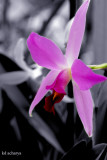 Selective colors - Orchids