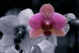 Selective colors - orchids 2