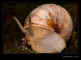 Snail