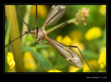 Crane fly