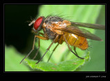 Fly