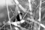 Dans les branches...
