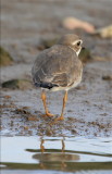  SEMIPALMATED PLOVER.jpg