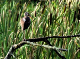  White Ibis Alerted