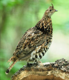 RUFFED GROUSE