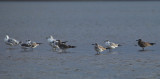 RING-BILLED, FRANKLINS, & LAUGHING GULLS