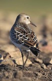 WHITE-RUMPED SANDPIPER III