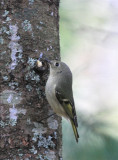 RUBY-CROWNED KINGLET