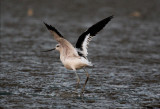  AMERICAN AVOCET