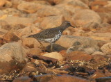 SPOTTED SANDPIPER (breeding plumage)