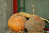 Squash by a Hutong Home
