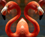 Two-headed Flamingo