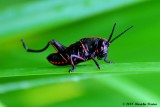 Devil's Horse Grasshopper photo - Marichu Pereira photos at
