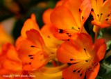 rare orange flower