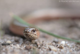 Slow worm <BR>(Anguis fragalis)