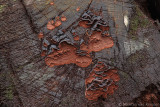 Oak curtain crust <BR>Hymenochaete rubiginosa