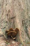 Shaggy scalycap <BR>(Pholiota squarrosa)
