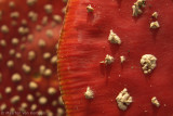 Fly agaric <BR>(Amanita muscaria)