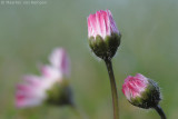 Common daisy <BR>(Bellis perennis)