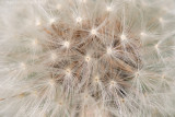 Dandelion <BR>(Taraxacum officinale)
