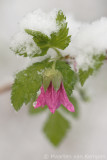 Salmonberry (Rubus spectabilis)