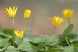 Lesser calandine (Ranunculus ficaria)