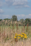 Common ragwort