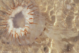 Compass jellyfish <BR>(Chrysaora hysoscella)