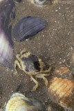 Common shorecrab <BR>(Carcinus maenus)
