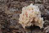 Crown coral fungus <BR>(Clavicorona pyxidata)