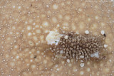 Pestle-shaped puffball <BR>(Calvatia excipuliformis)